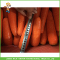 Specifications Of Fresh Carrots From China With Best Price